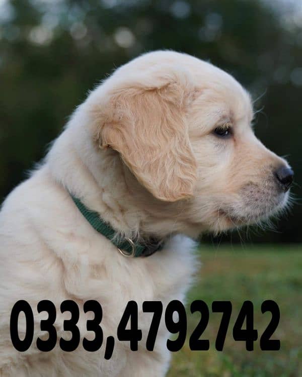 Golden retriever puppy available 0