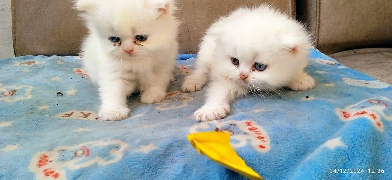 2 male kittens available 1