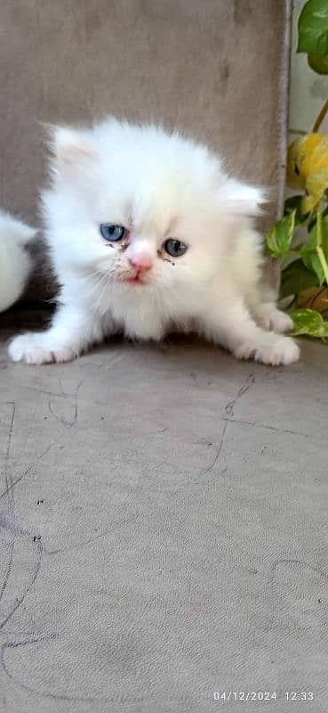 2 male kittens available 3