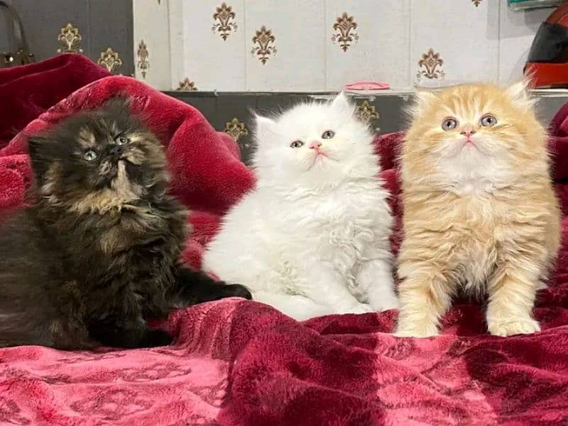 Persian kittens triple coat pair for sale contact whatsap 03288426681 0