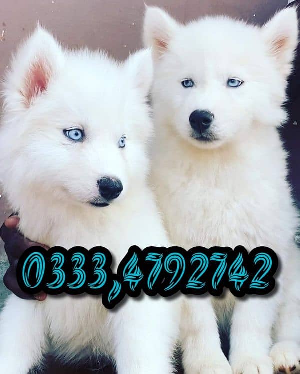 husky puppies available 2