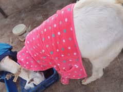 Bakra bakri for sale