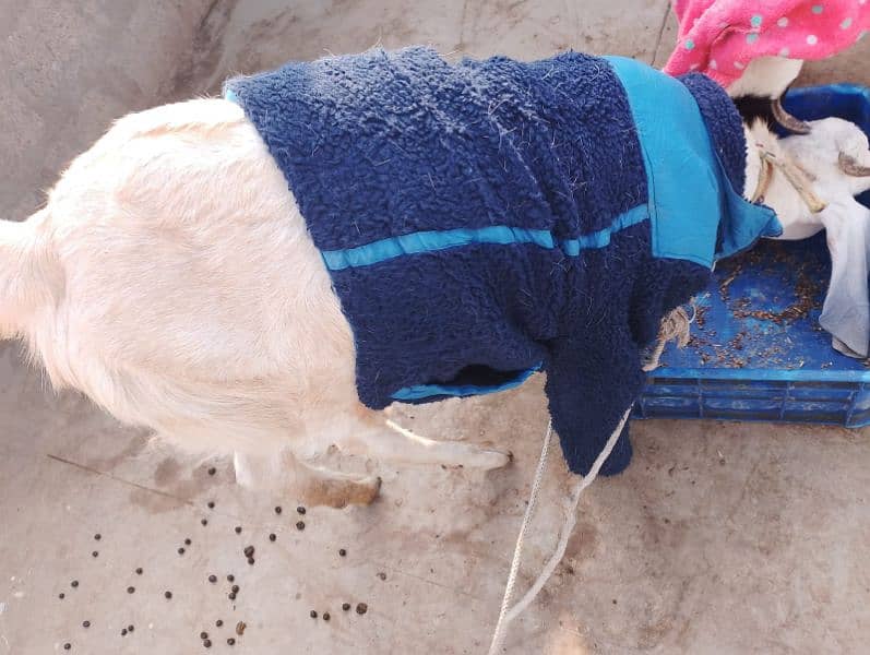 Bakra bakri for sale 1