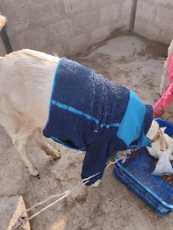 Bakra bakri for sale 3