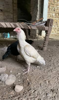 Aseel Heera and lasani Breeder females for sale