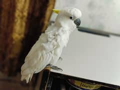 Titron Cockatoo Female Red eyes.      (0332-0037723)