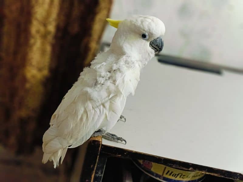 Titron Cockatoo Female Red eyes.      (0332-0037723) 0