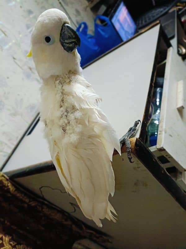 Titron Cockatoo Female Red eyes.      (0332-0037723) 1