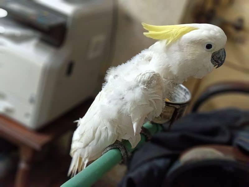 Titron Cockatoo Female Red eyes.      (0332-0037723) 2