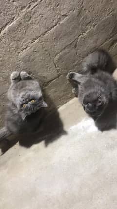 British cat pair for sale 03196348882