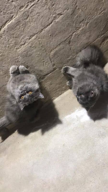 British cat pair for sale 03196348882 1