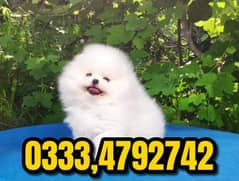 cute Pomeranian puppies available