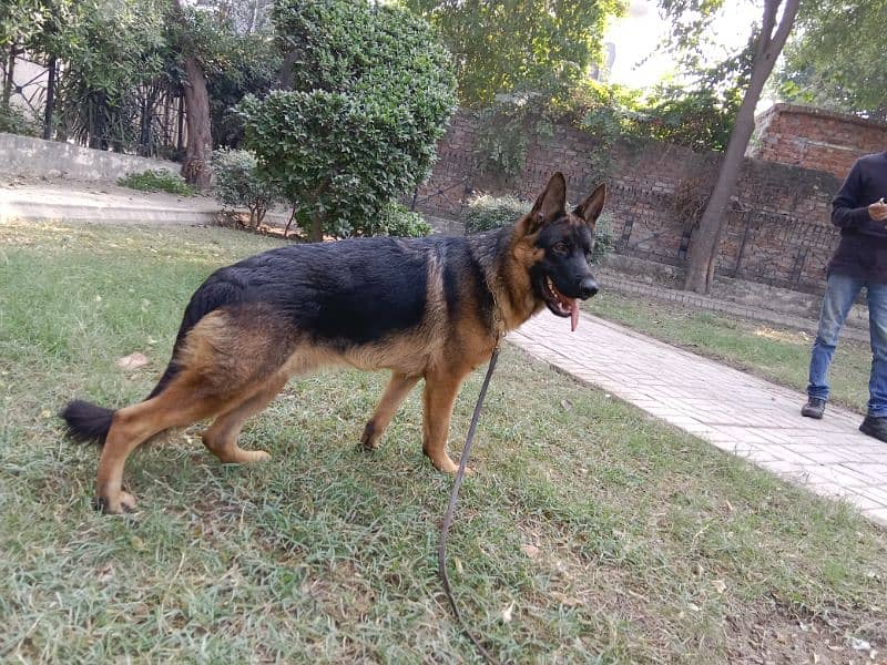 GSDCP male gsd 10 months old 0