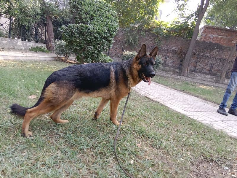 GSDCP male gsd 10 months old 1