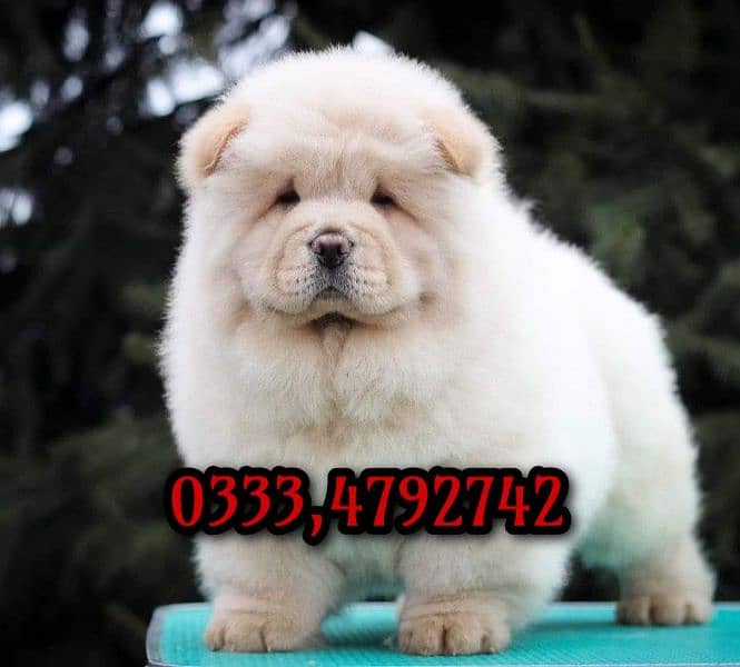 Chow Chow puppy for sale 1