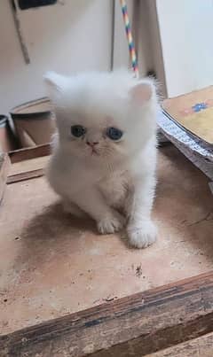 Persian pikky face kitten in white colour