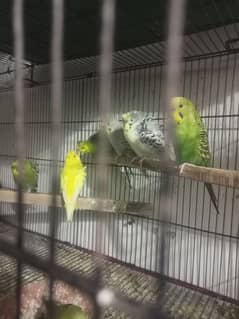 Hogo Roma pair cocktail male Eno Java breeder pair for sale