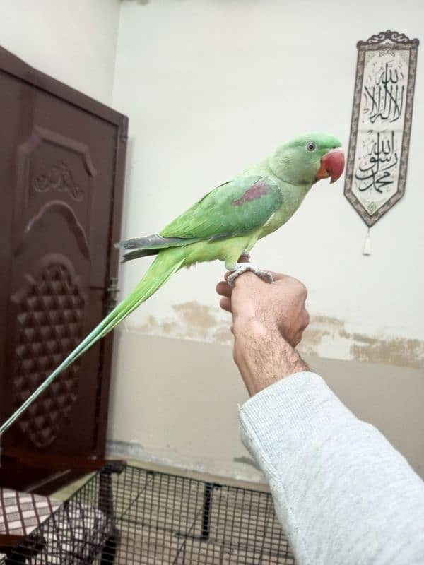 Kashmiri raw Parrots 1