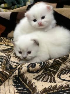 Persian kittens for sale