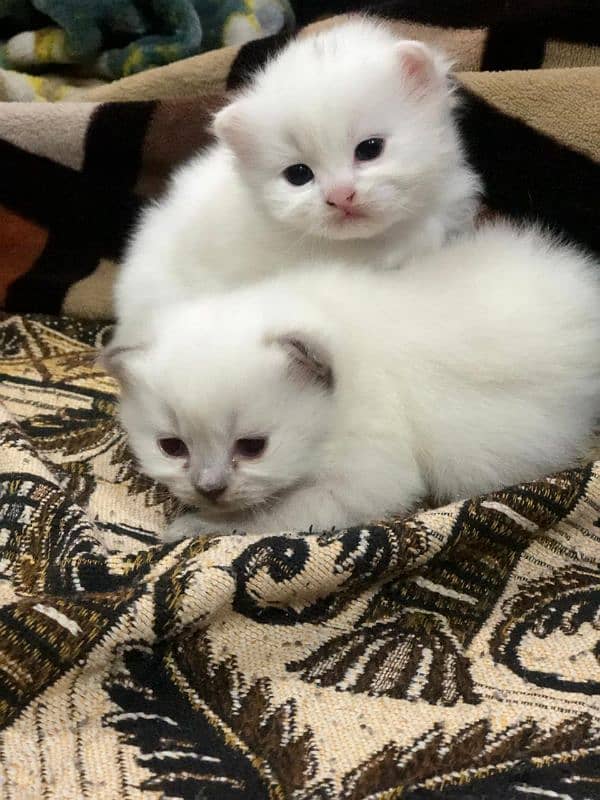 Persian kittens for sale 0