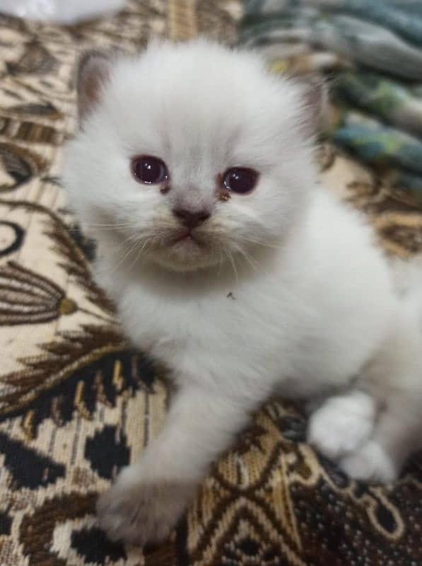 Persian kittens for sale 1