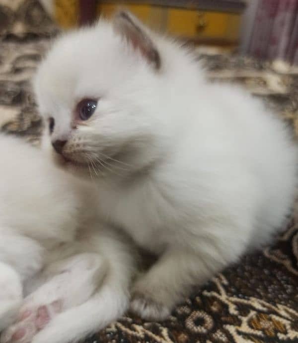 Persian kittens for sale 2