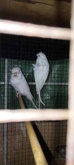 king size parrot 4 piece for sale 03043311043