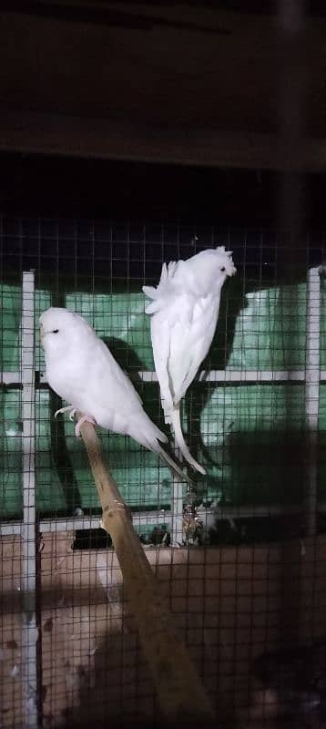 king size parrot 4 piece for sale 03043311043 2