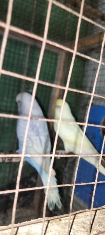 king size parrot 4 piece for sale 03043311043 3