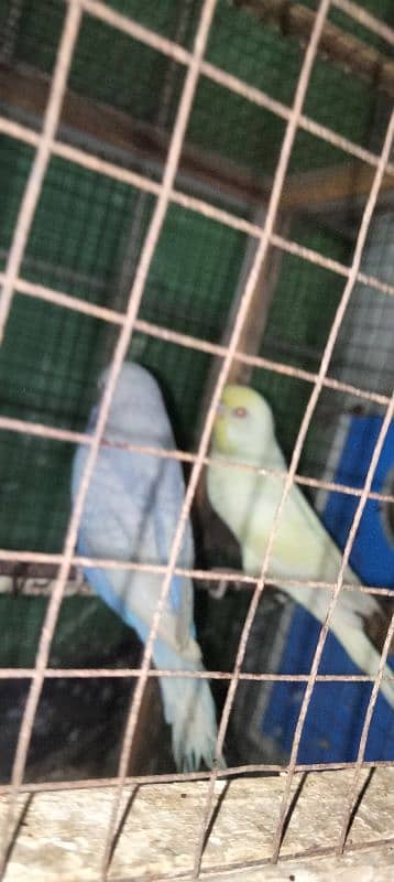 king size parrot 4 piece for sale 03043311043 4