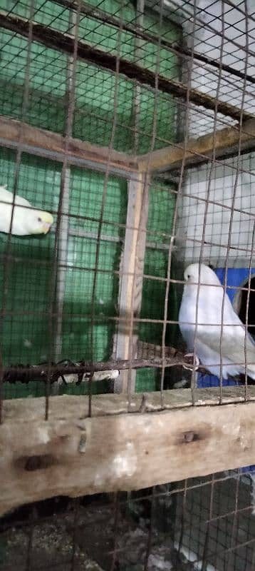 king size parrot 4 piece for sale 03043311043 8