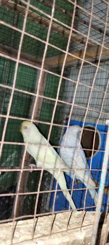 king size parrot 4 piece for sale 03043311043 9