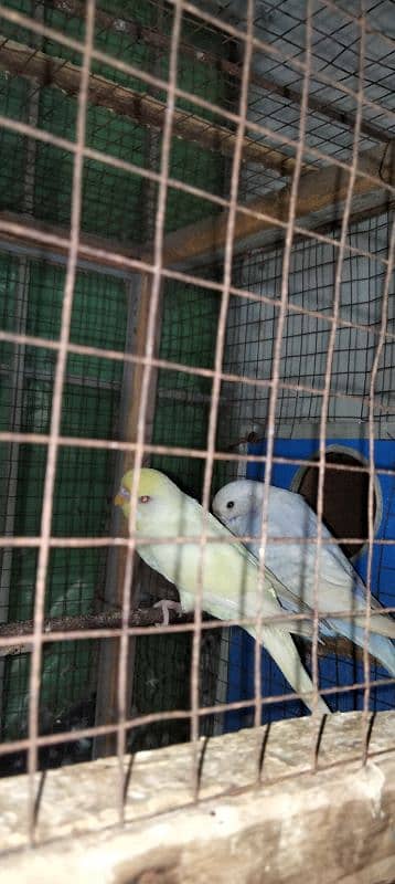 king size parrot 4 piece for sale 03043311043 10