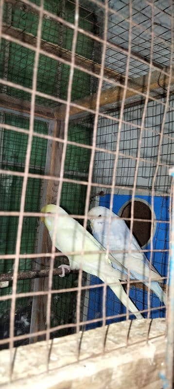 king size parrot 4 piece for sale 03043311043 11