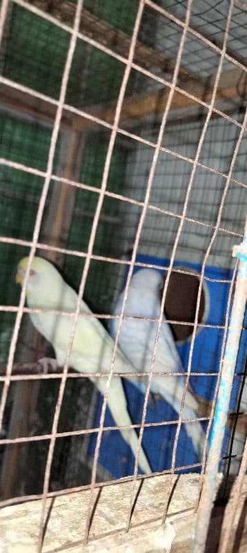 king size parrot 4 piece for sale 03043311043 12