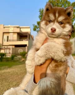 Extremely High quality Siberian husky king size long coat puppy