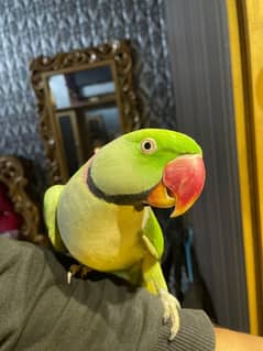 Raw Parrot Breeder Pair