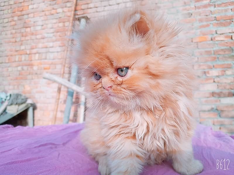 CASH ON DELIVERY[high quality healthy KITTEN for gifts,cute and healt 3