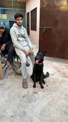 pink pedigree black shepard Female for sale location lahore