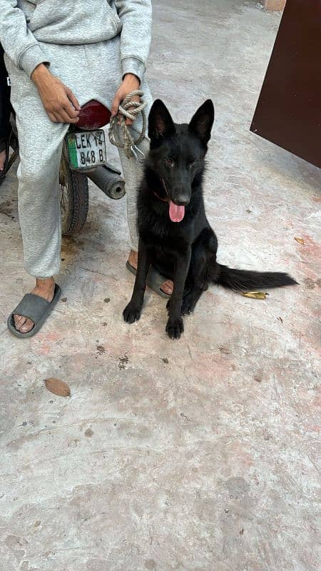 pink pedigree black shepard Female for sale location lahore 1