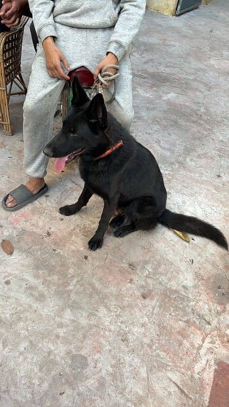 pink pedigree black shepard Female for sale location lahore 2