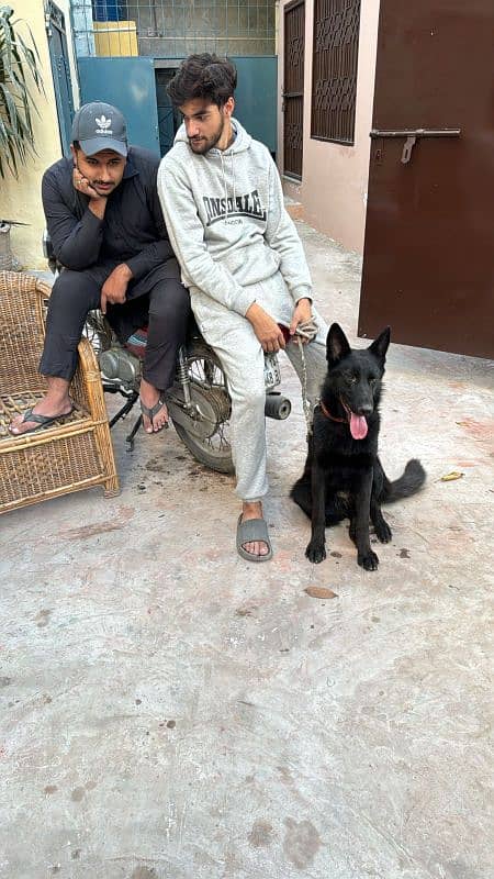 pink pedigree black shepard Female for sale location lahore 3