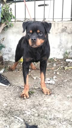 top quality Rottweiler male available confirm stud