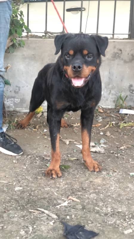 top quality Rottweiler male available confirm stud 1