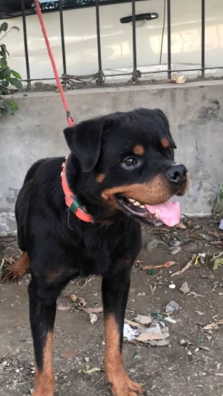 top quality Rottweiler male available confirm stud 2