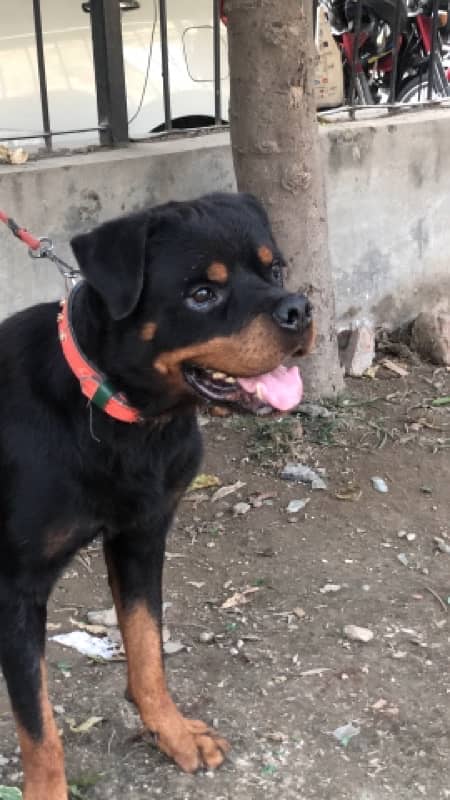 top quality Rottweiler male available confirm stud 3