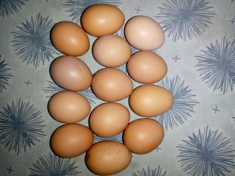 Lohman Brown eggs 1