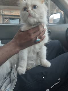 Persian cat pure punch face blue eyes for sale