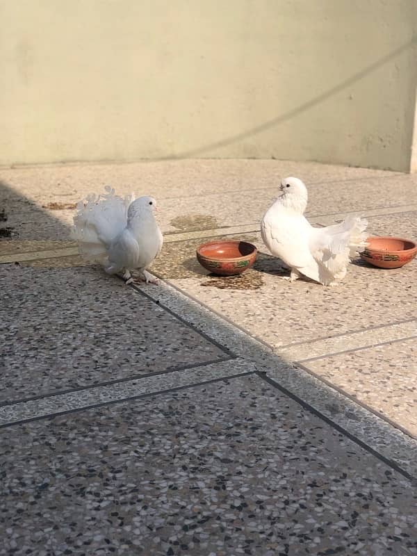 Beautifull Fantail Pair 2