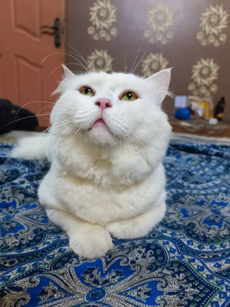 Persian mail cat 13